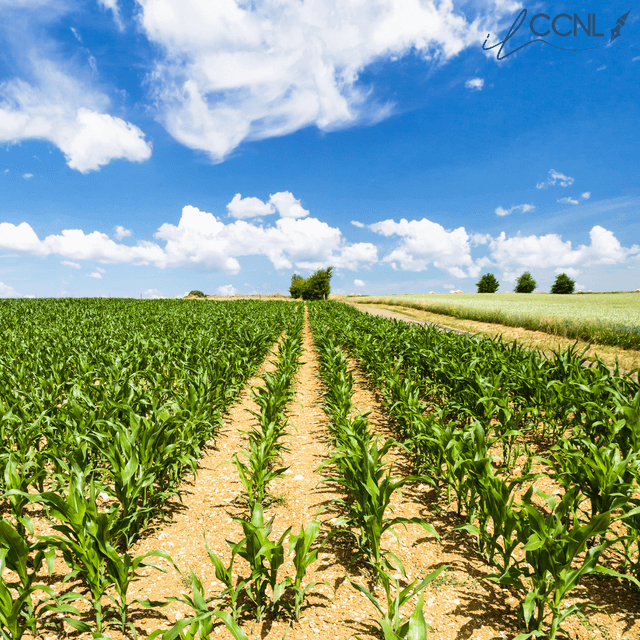 Consorzi Agrari:  Aggiornamento minimi contrattuali