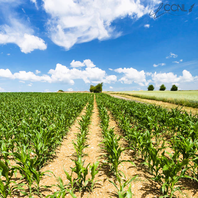 Consorzi Agrari: Modifica istituti contrattuali